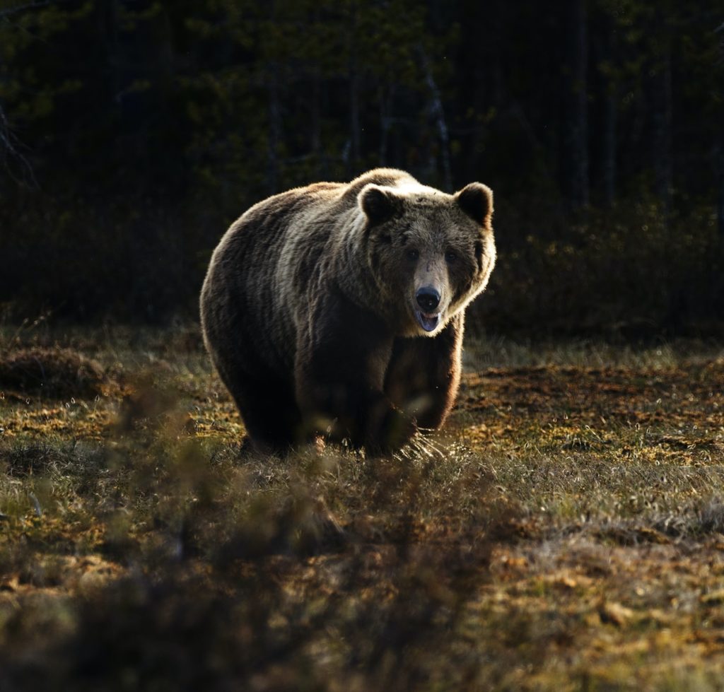 alt text: image is a color photograph of a brown bear; title card for the flash story "Bear" by Ben Loory