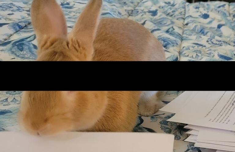 alt text: image is a color photograph of a rabbit with its identity obscured by a black bar; title card for Lee Upton's new craft essay "Never Rush a Rabbit"