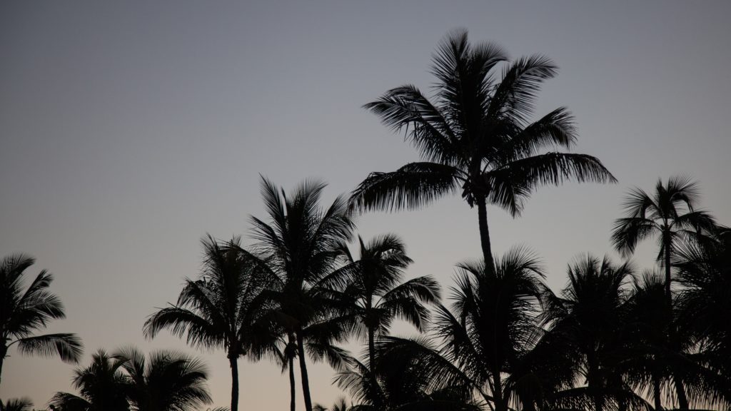 alt text: image is a color photograph of an evening sky filled with palm trees; title card for Shana Graham's new creative nonfiction piece "Katya's House"