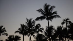 alt text: image is a color photograph of an evening sky filled with palm trees; title card for Shana Graham's new creative nonfiction piece "Katya's House"