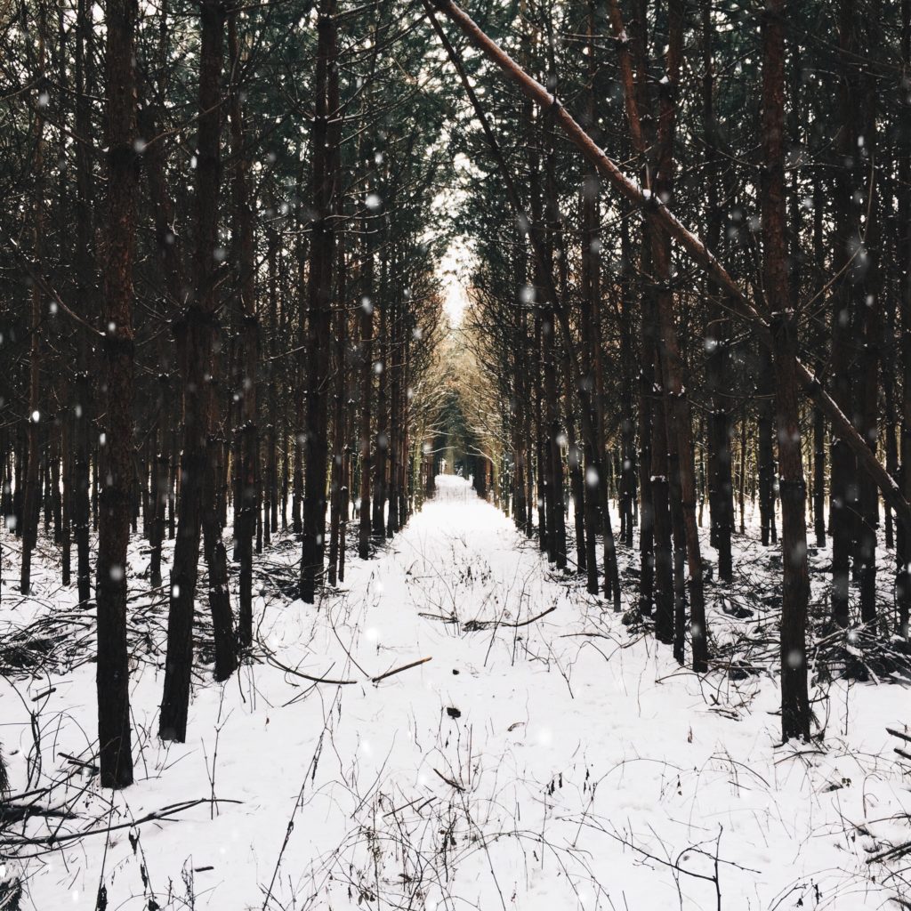 alt text: image is a color photograph of a snowy forest; title card for the flash fiction piece “When It Gets Cold in the South, You Get a Jesus, You Get a Jesus, Everybody Gets a Goddamn Jesus” by Exodus Oktavia Brownlow