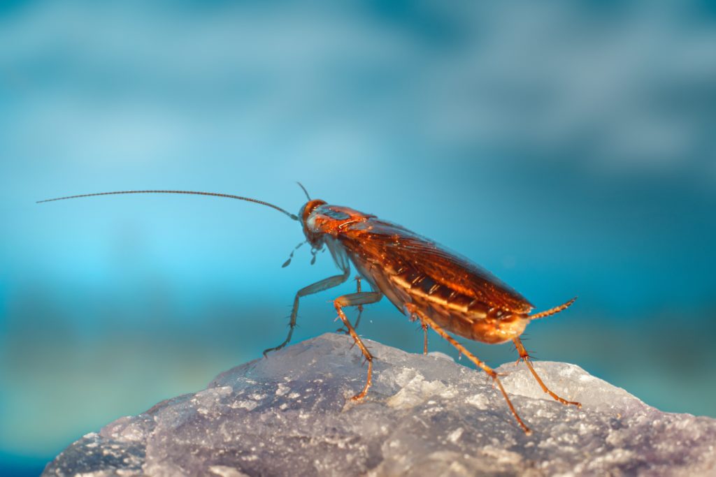 alt text: image is a color photograph of a cockroach; title card for JT Baldassarre's creative nonfiction piece "Roach Farm"