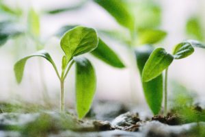 alt text: image is a color photograph of seedling plants; title card for Gilbert Arzola's creative nonfiction piece "Eight Months"