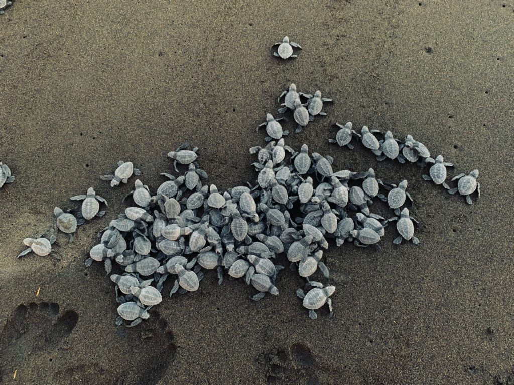 alt text: image is a color photograph of baby turtles on a beach; title card for Gina DeMillo Wagner's Following Floodlights Instead of the Moon