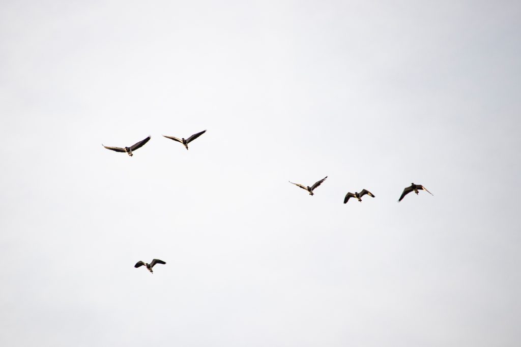 alt text: image is a color photograph of a few birds flying in an overcast sky; title card for the craft essay "Art of the Opening: Microcosm to Macrocosm" by Albert Liau