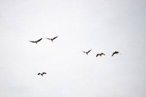alt text: image is a color photograph of a few birds flying in an overcast sky; title card for the craft essay "Art of the Opening: Microcosm to Macrocosm" by Albert Liau