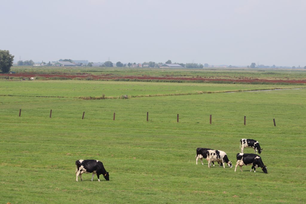 alt text: image is a color photograph of cows in a pasture; title card for the flash CNF piece "Yield" by Jolene McIlwain