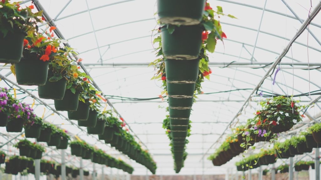 alt text: image is a color photograph of hanging flower baskets in a nursery; title card for the flash CNF piece "From the Earth" by Randy Nelson