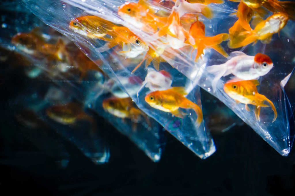 alt text: image is a color photograph of goldfish in a plastic bag; title card for Hana Choi's short story "Ready for School"