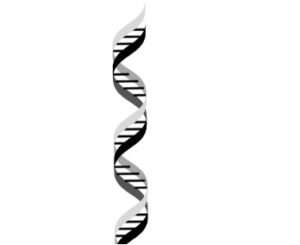 Image shows a black-and-white strand of DNA.
