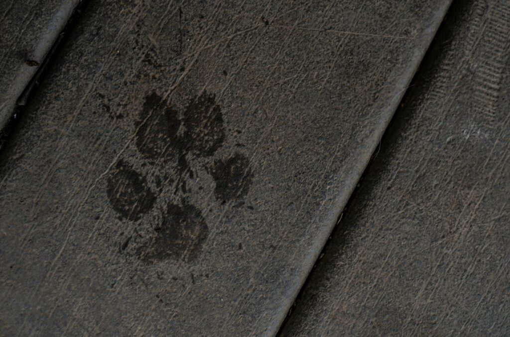 Image is a black and white photograph of a paw print; title card for the CRAFT 2024 Flash Prose Prize Winner, "Dog's Rothko," by Sara Grace.